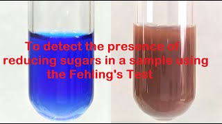 Fehlings test for Reducing Sugars  Urine Glucose Test  Fehlings Test for Glucose [upl. by Noisla]