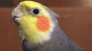 Cockatiels singing Jingle Bells songbird [upl. by Silas]