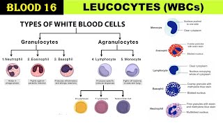 Blood 16  White blood cells  Leucocytes  Granulocytes  Agranulocytes  TLC  DLC  Types of WBCs [upl. by Yelkrab682]