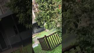 How to professionally apply fumigation treatment in a garden [upl. by Shatzer91]