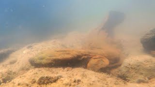 Releasing hellbenders in the Blue River [upl. by Gaelan535]