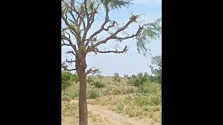 Prosopis Cineraria plants nature [upl. by Lev]