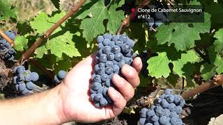 Présentation du Clone de Cabernet Sauvignon EntavInra 412 [upl. by Johannes]