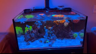 Innovative Marine 25 Gallon Lagoon  New Corals Episode 2 [upl. by Hal]