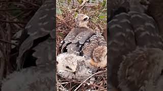 Blackshouldered kite Baby Birds do not eat miceEp35 [upl. by Ortensia]