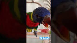 Lorikeet baby tasting watermelon 🍉 lorikeet petbirds [upl. by Harmon]