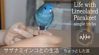 Life with Lineolated Parakeet 021 simple tricks サザナミインコとの生活 ちょっとした芸 [upl. by Pinzler]