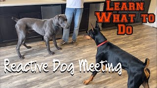 Learn how to let your reactive dog meet other dogs [upl. by Ireland644]