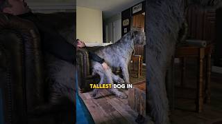 World’s tallest dog breed  Irish wolfhound dog bigdog [upl. by Siul]