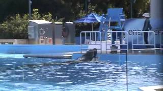 Tilikum Training Session  SeaWorld Orlando [upl. by Drauode]