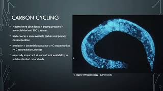 Lesson 73  Bacterial feeding nematodes in nutrient cycling [upl. by Daukas]