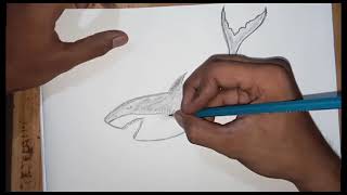 How To Pencil Drawing a Shark🦈 Draw step by step [upl. by Gardell525]