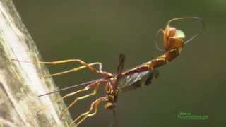 Giant Ichneumon Wasp Megaryhssa macrurus Ovipositing [upl. by Auqenat]