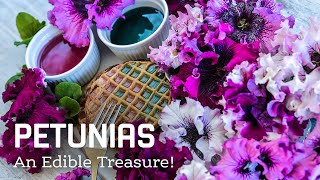 Petunias The History of an Edible Treasure [upl. by Ahsieka940]