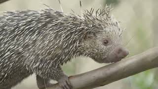 A prickly prehensiletailed porcupine with a boopable snoot  SDZ Wildlife Explorers Basecamp [upl. by Zerep]