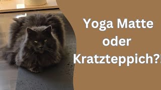 extra nur für die Katzen hin gelegt und ich bin ein Konsumopfer [upl. by Merilyn]