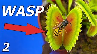 Wasp vs Venus Flytrap  Event 2 [upl. by Ailimaj]