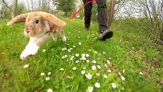 Mitsie Run  one happy bunny running with a leash slow motion [upl. by Ocihc]