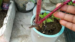 111How to grow cockscombcelosia from cutting very easy without any rooting hormone [upl. by Attezi]