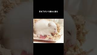 リアルな陣痛の痛みハムスターhamsters [upl. by Senalda]