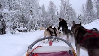 Achter de hondenslee in Lapland Finland januari 2012 [upl. by Eetsirhc589]