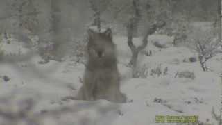 VARG Wolf Canis lupus Klipp  794 [upl. by Laehpar]