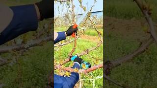 The process of pruning the side shoots of cherry trees with super sharp tools craftsman shorts [upl. by Ylus]