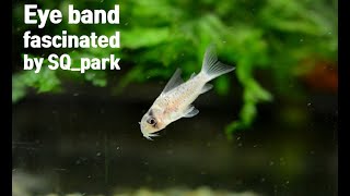 New coming of corydoras sp [upl. by Artinek]