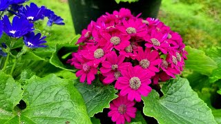 Cineraria flower [upl. by Goddord]