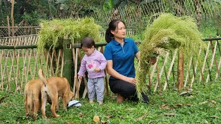 Harvesting amp Preserve Seeds Green Onions Make 7Color Sticky Rice Bamboo Rice Build House [upl. by Hatokad983]