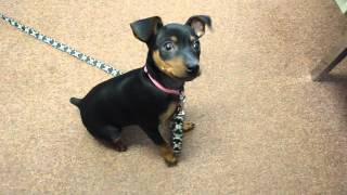 10 week old Miniature Pinscher doing tricks [upl. by Potter]