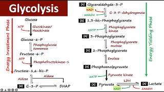 Glycolysis  Carbohydrate Metabolism  Biochemistry [upl. by Kirch]