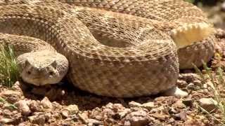 Rattlesnake Encounter [upl. by Bodnar]