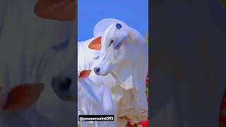 Gau Mata ke liye do line likhiye sahi hai ya galat comment karke batao [upl. by Nnovahs]