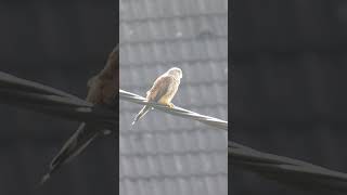 Young Kestrel birds [upl. by Metsky564]