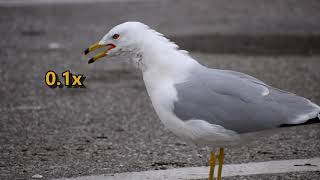 Ringbilled Gull Larus delawarensis call slowed down to 01x speed [upl. by Roberson]