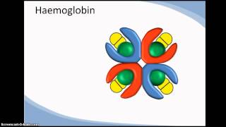 Structure and function of haemoglobin cooperativity [upl. by Attemaj]