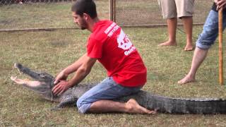 Gator BoysAg FestDesoto County Florida [upl. by Picardi]