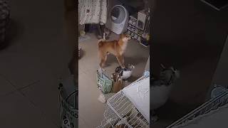 Funny World of Dogs part 3 comedy fun funny viral funnyvideo shortviral cat dog cats dogs [upl. by Pasquale]