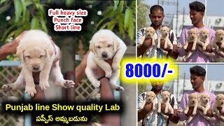 Punjab line Labrador puppies for sale in telugu79812 13405 aj pets [upl. by Bobker]