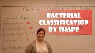 Bacteria Classification by Shape [upl. by Shellie]