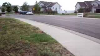 Killdeer Bird Running to Protect its babies [upl. by Koball]