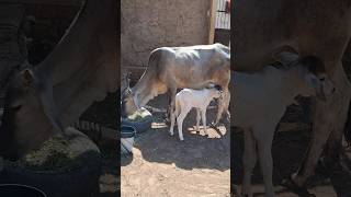 Tharparkar cow jaisalmer barmer rajasthan farming farmer [upl. by Galan]