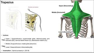 The Trapezius EXPLAINED  Origin Insertion Action amp More [upl. by Aihsened]