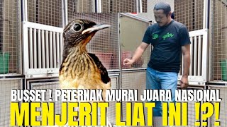 PETERNAK MURAI BATU TRAH JUARA NASIONAL MENJERIT LIAT HARGA JUAL DI KIOS RUMAHAN INI [upl. by Bej]