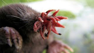 Top Amazing Facts About StarNosed Mole  The world’s fastest eater  Curious Creatures [upl. by O'Driscoll]