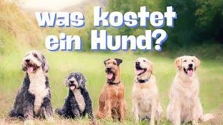 2024  Was KOSTET ein Hund – Unser Hund im KostenCheck DJ ist einfach ein Traum [upl. by Ellehcirt]