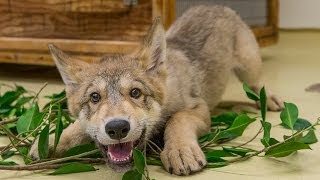 Cute Baby Wolf Puppy Playing at the San Diego Zoo [upl. by Henni]