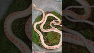 World First  Ular Terbang Albino Langka  Rare Albino Flying Snake shorts shortsvideo [upl. by Tse]