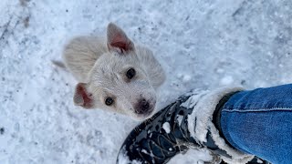 Stray Puppy Becomes Completely Obsessed with Woman who Rescued him [upl. by Enenaej]